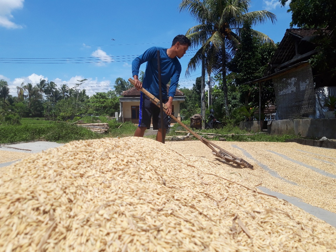 Seorang petani di Kabupaten Malang, Jawa Timur, tengah mengeringkan gabah hasil panen