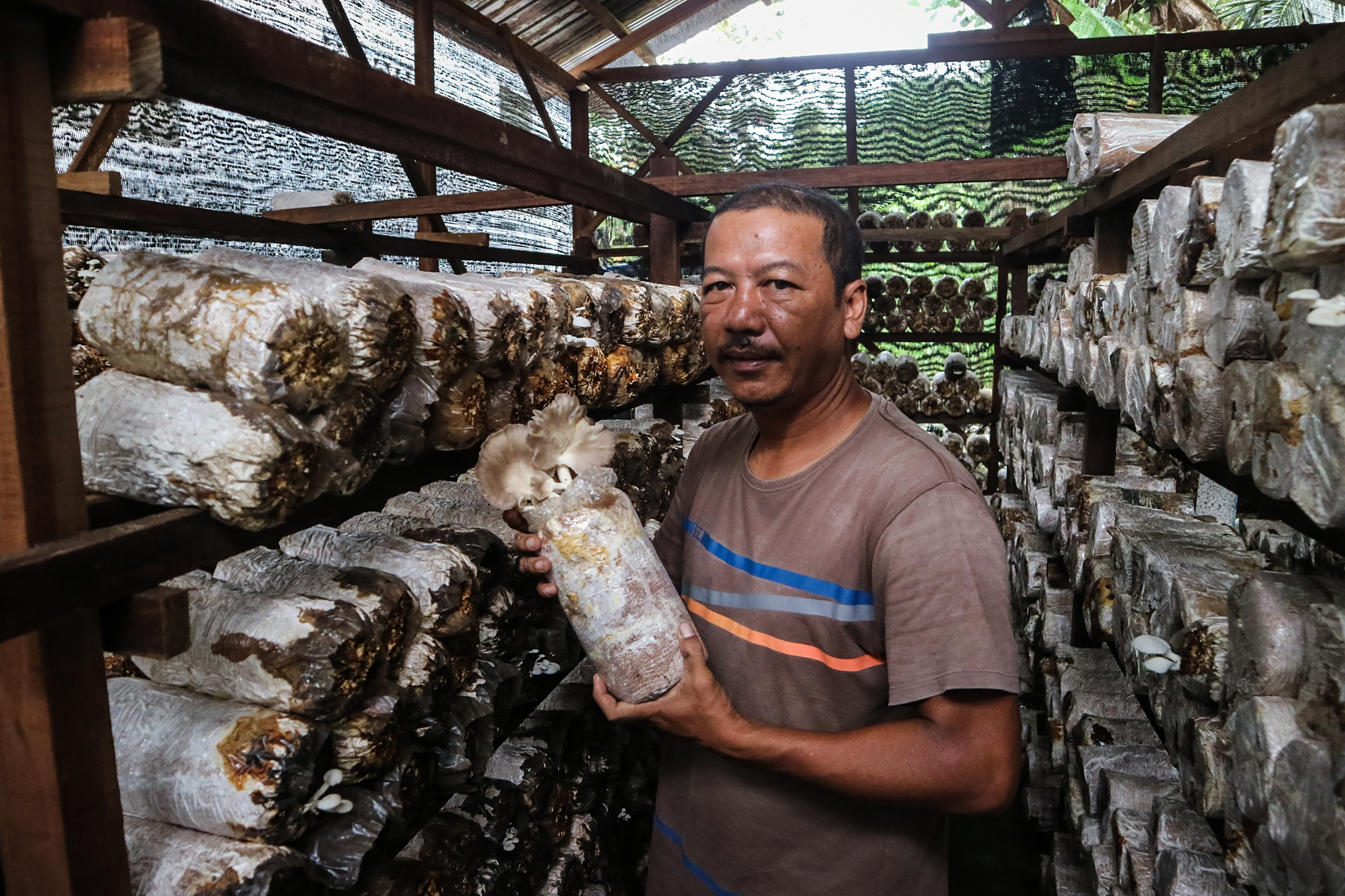  Petani menunjukkan baglog (media tanam) jamur tiram