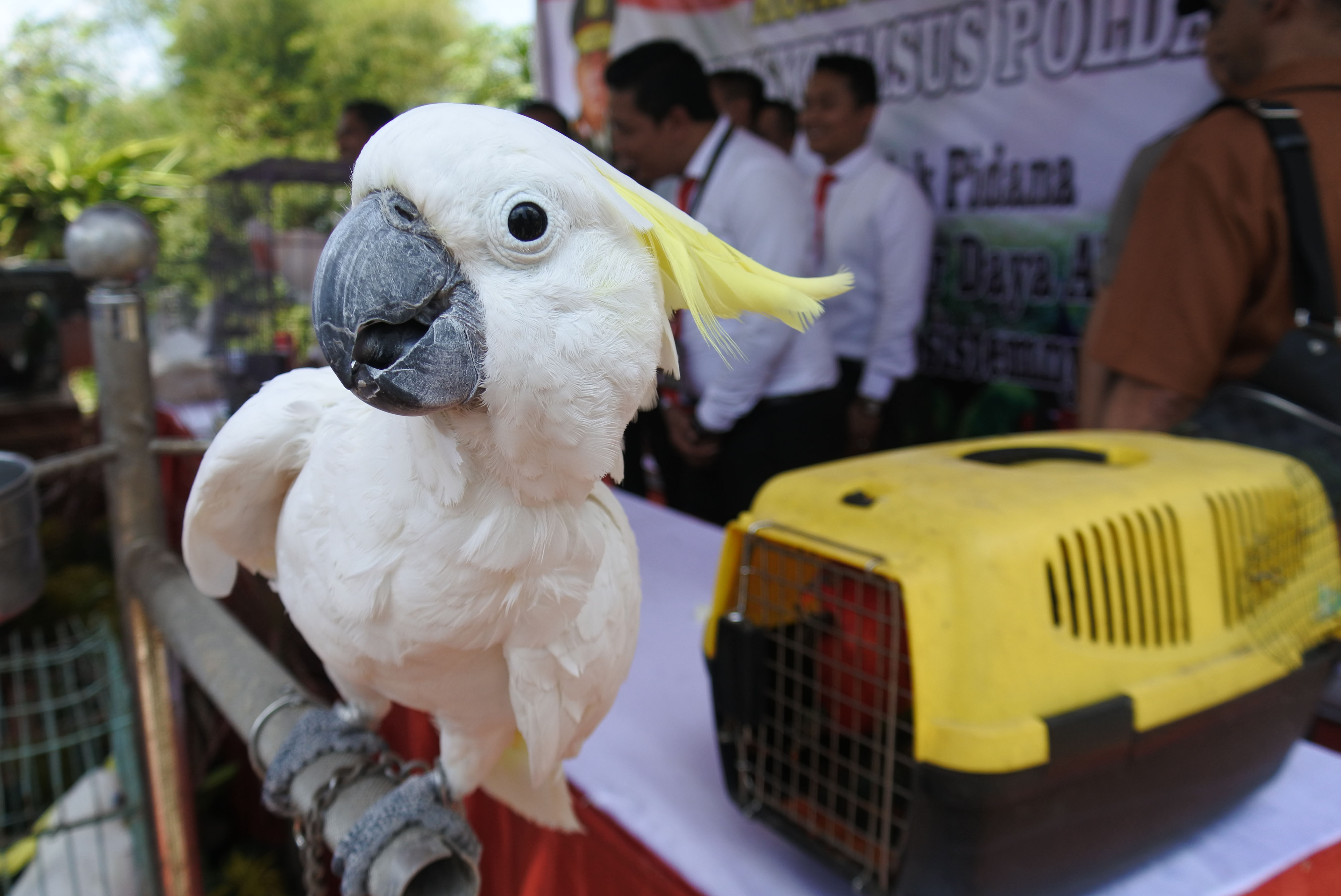 Jual 6 Satwa Langka, Warga Jonggol Diancam 5 Tahun Bui 