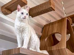 Inilah Penyakit Hewan Peliharaan saat Musim Pancaroba