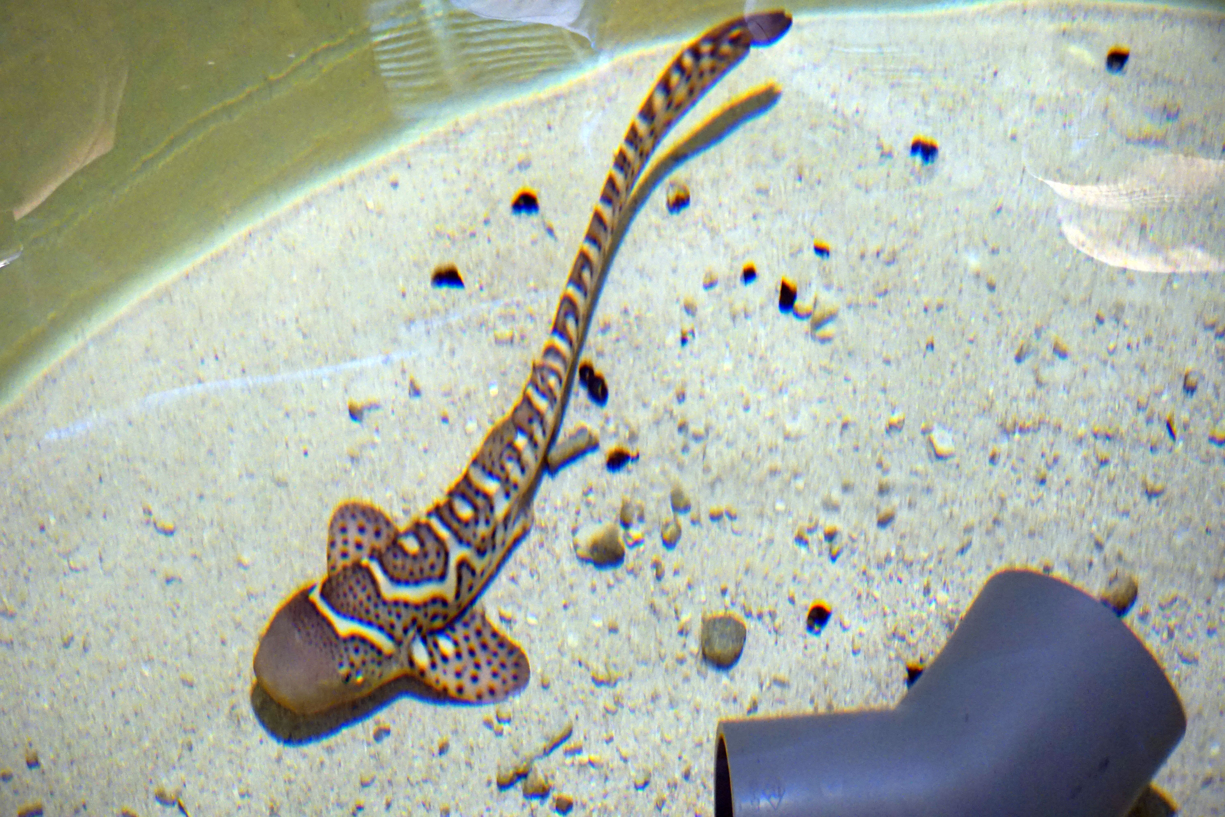 BRIN Koordinasikan 3 Prioritas untuk Penguatan BRIDA