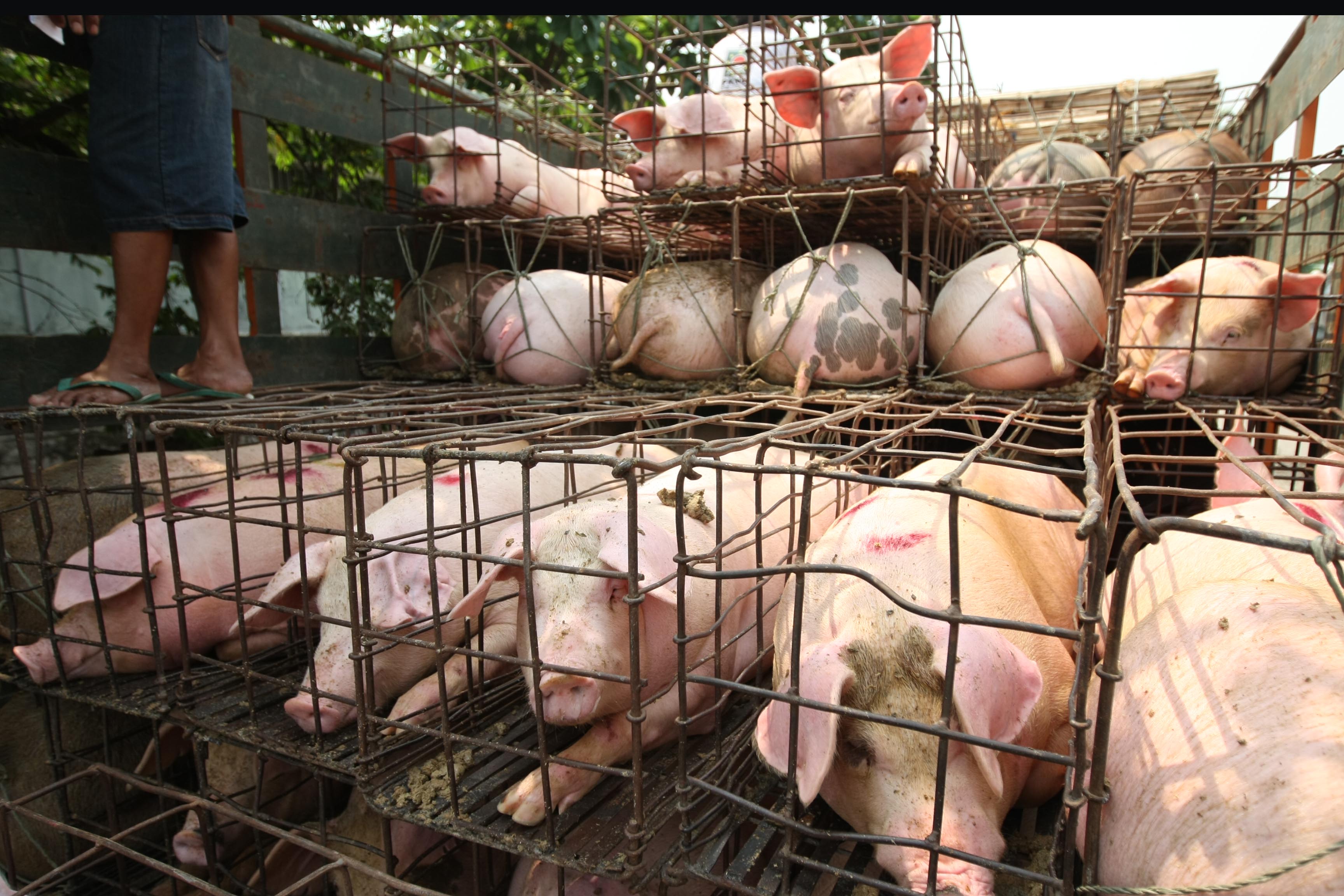 Ilustrasi pedagang daging babi.