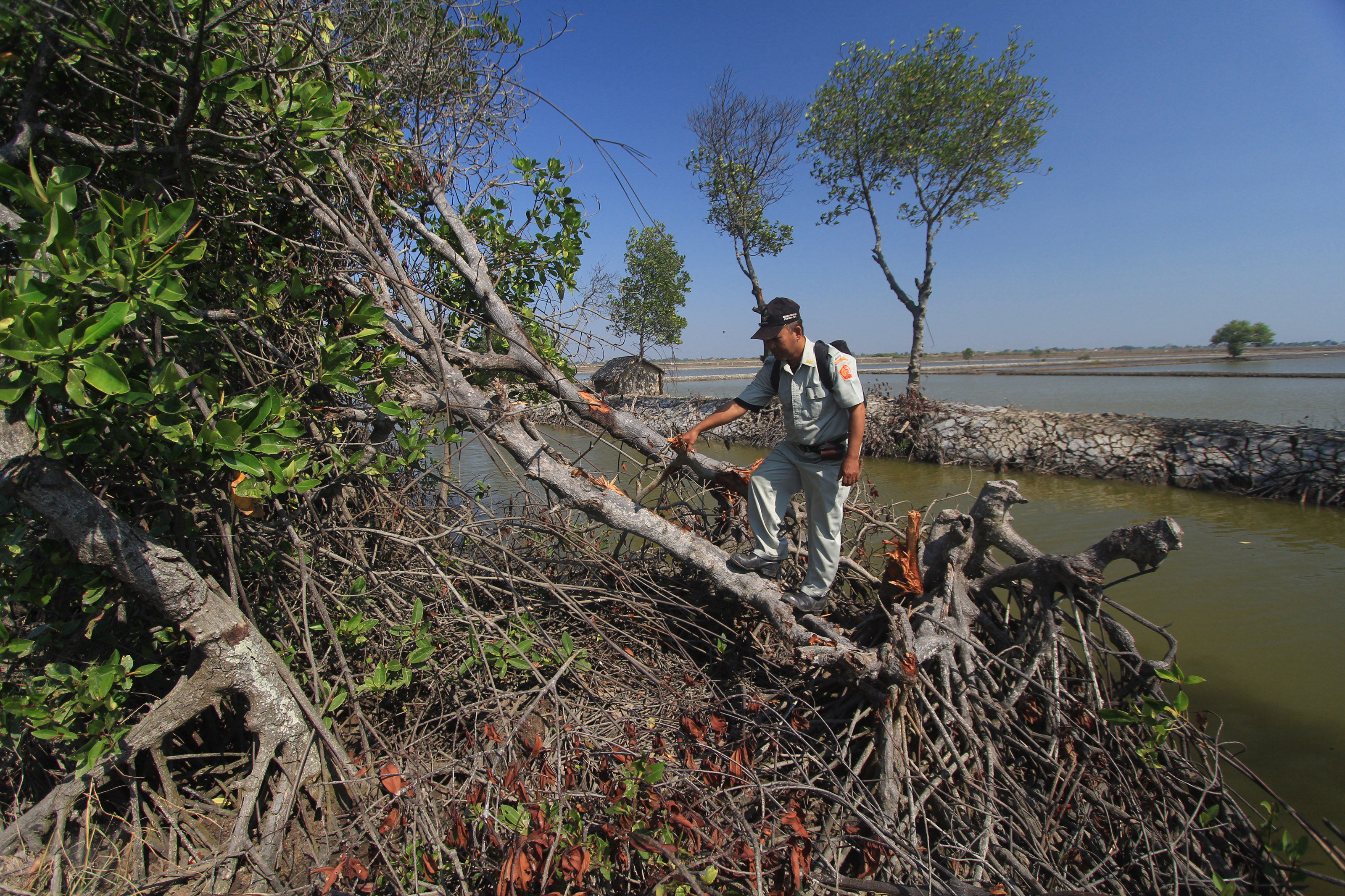 Perusakan tanaman Mangrove