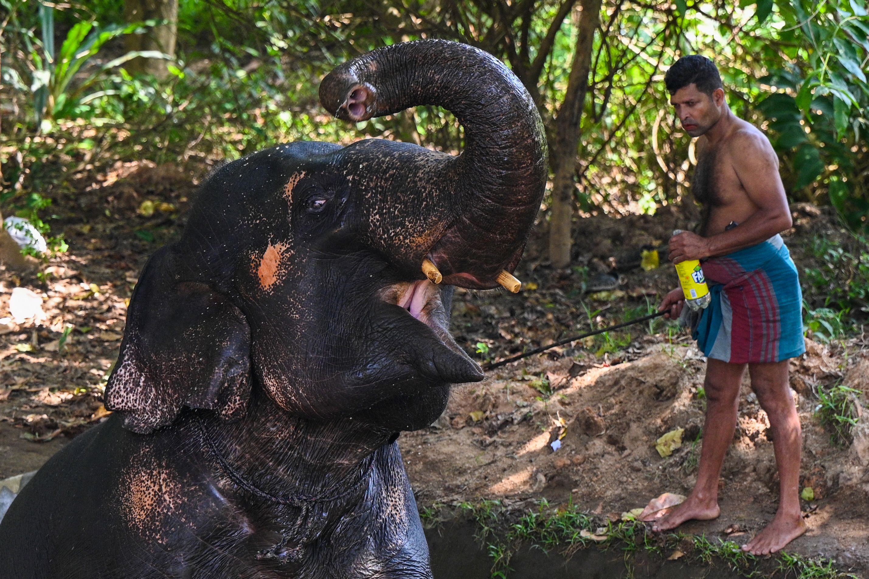 Ilustrasi: Gajah di Sri Lanka