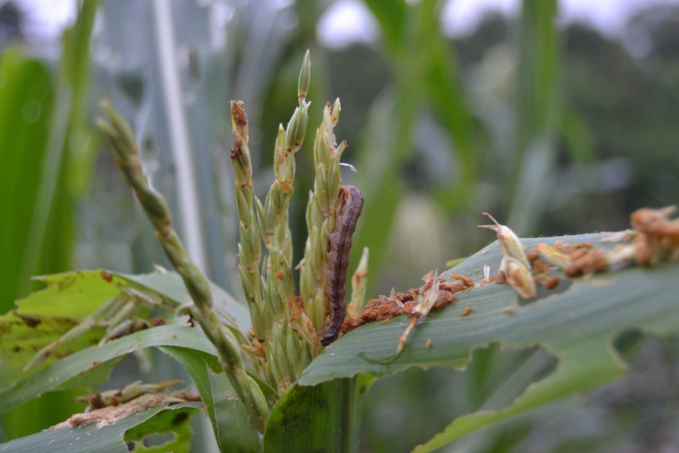 Ulat grayak yang menyerang tanaman jagung milik petani di Flores Timur, NTT.