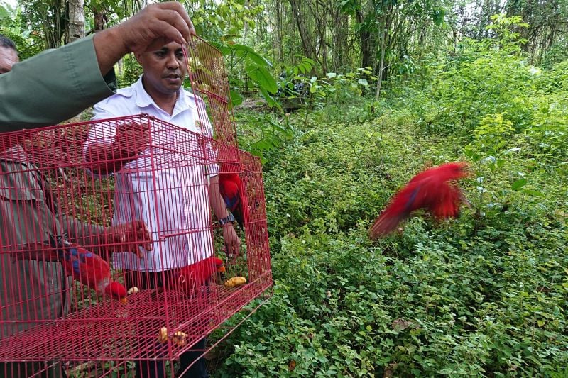Petugas resort BKSDA Maluku melakukan pelepasliaran burung Nuri Maluku di Kawasan Bukit Karai, Kabupaten Maluku Tengah