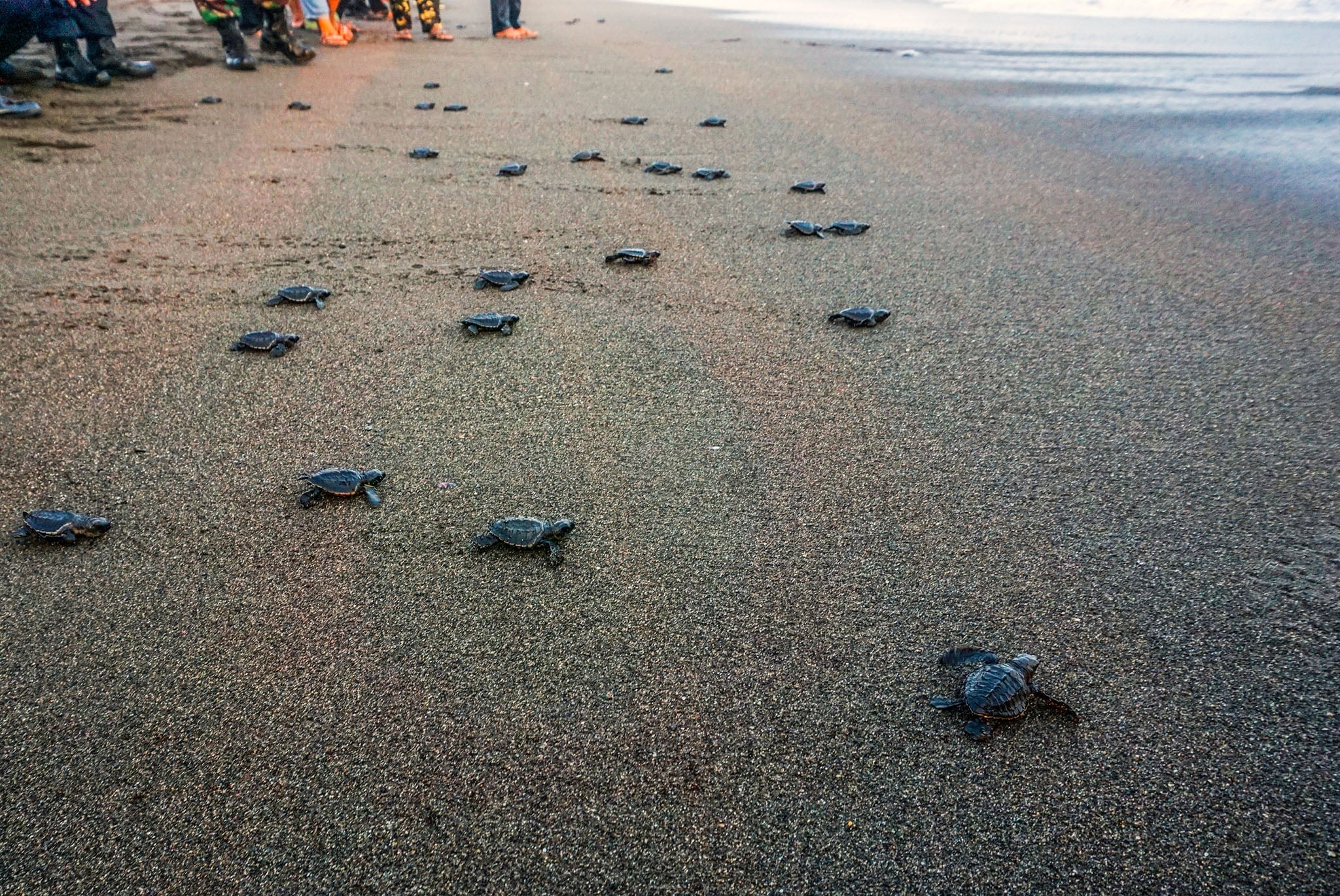 Pelapasliaran tukik ke habitatnya.