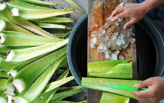Mahasiswa Polbangtan Bogor melalui Program Penumbuhan Wirausaha Muda Pertanian (PWMP) mengolah lidah buaya menjadi minuman berkhasiat.