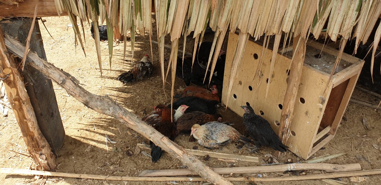 Ratusan ayam yang terserang flu burung di Palembang (7/2/2020).
