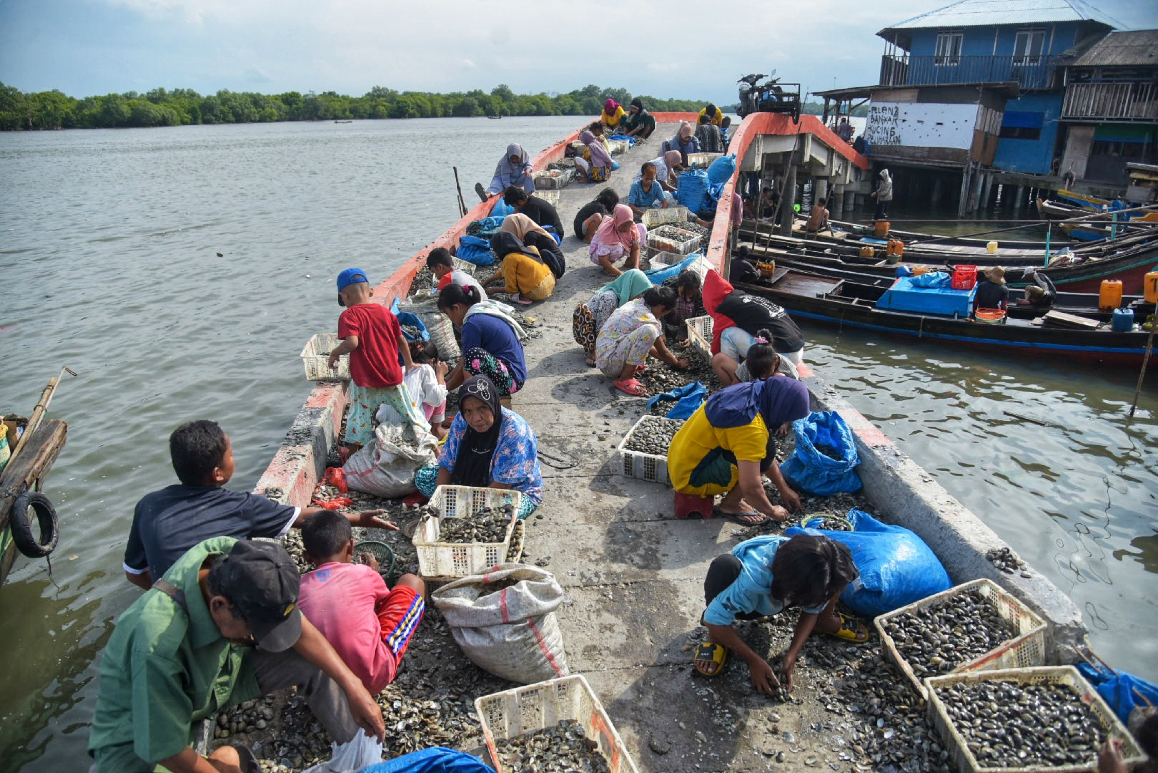 Ilustrasi: Pekerja membersihkan kerang hasil tangkapan nelayan di Belawan, Medan, Sumatera Utara, Rabu (11/1/2023)