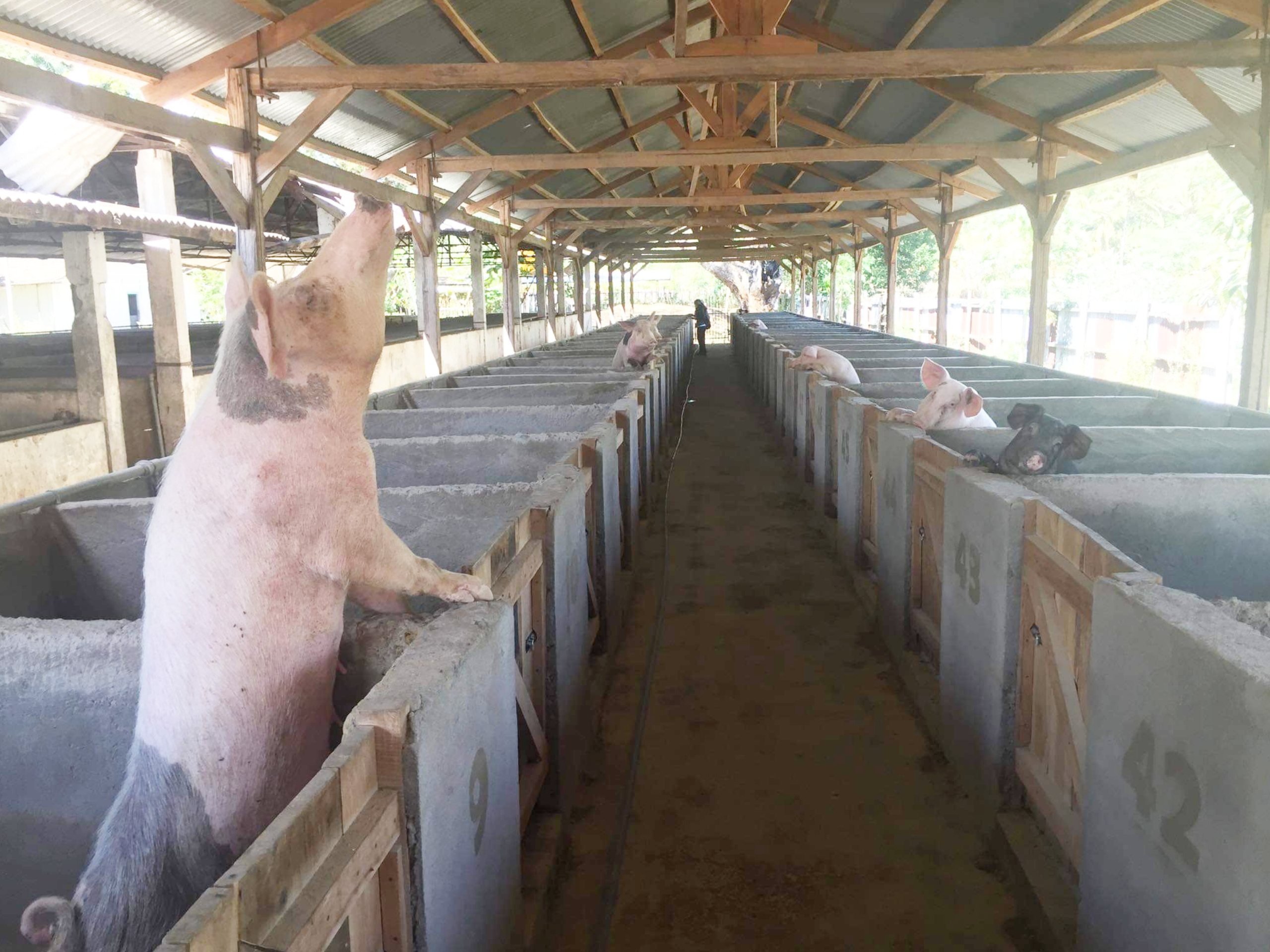 Peternak di Bali Minta Pakan Ternak Babi Tidak Dimonopoli