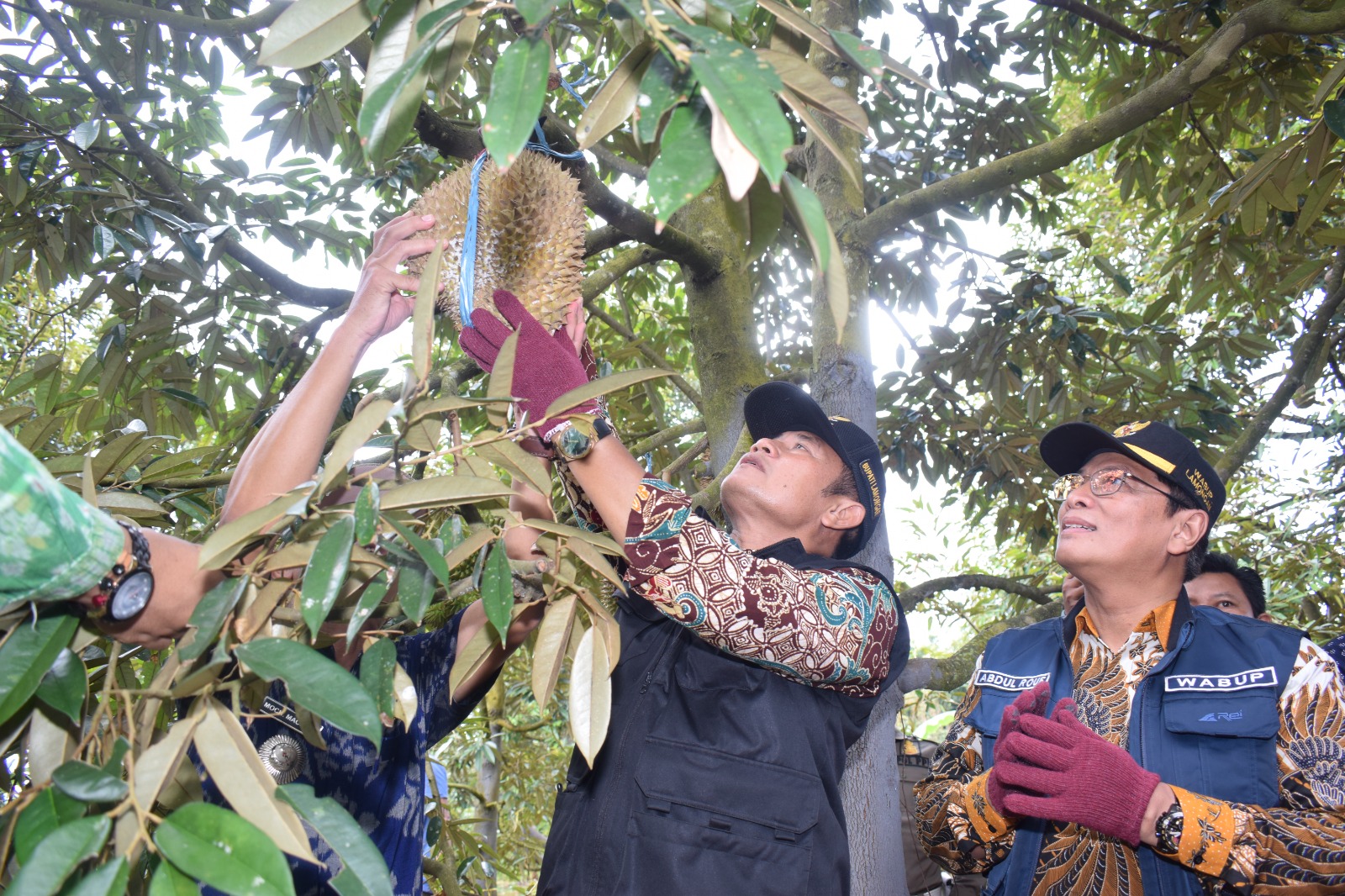 Bupati Yuhronur Efendi bersama jajarannya mengikuti petik durian di Sugihan.
