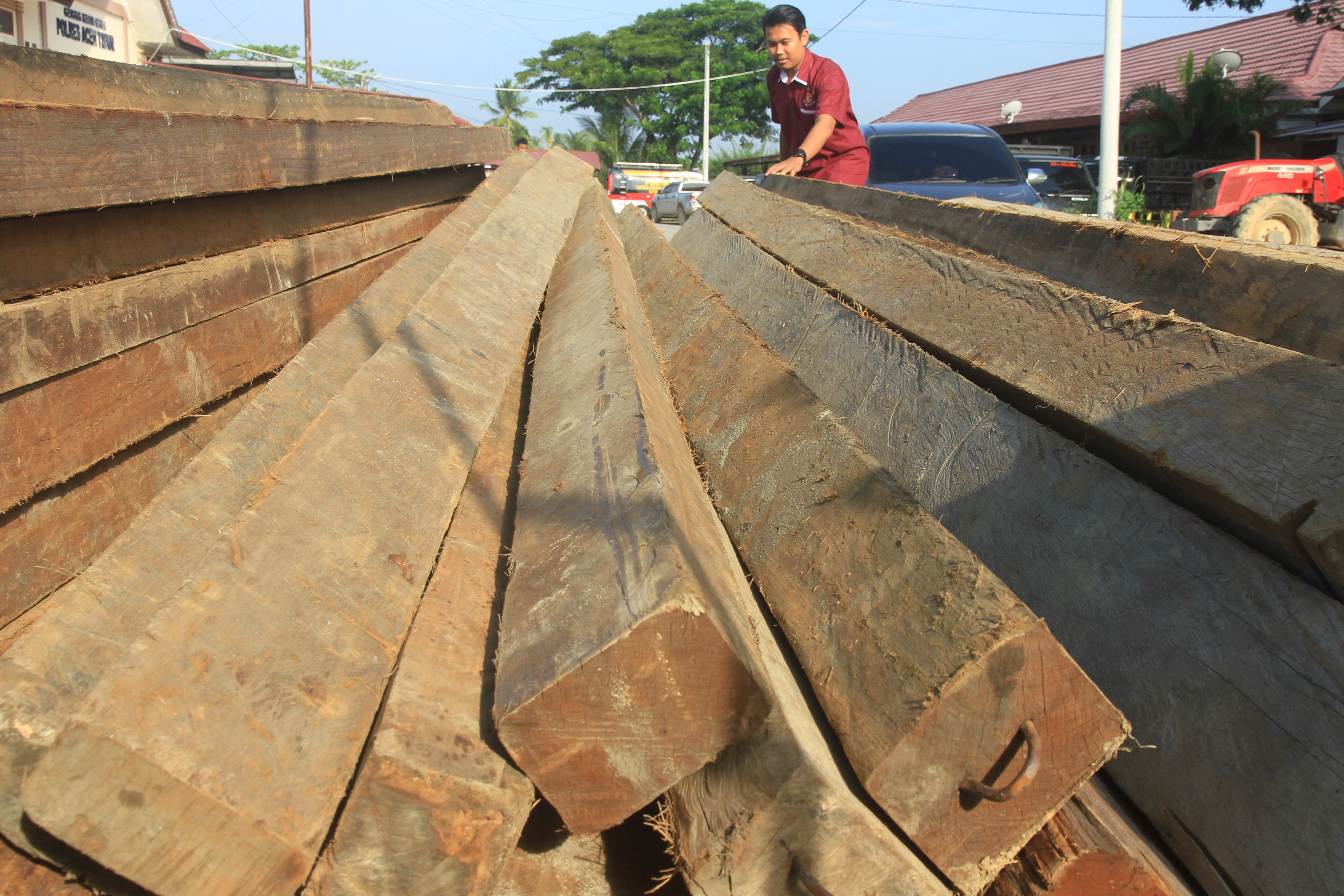 Ilustrasi: kayu damar ilegal