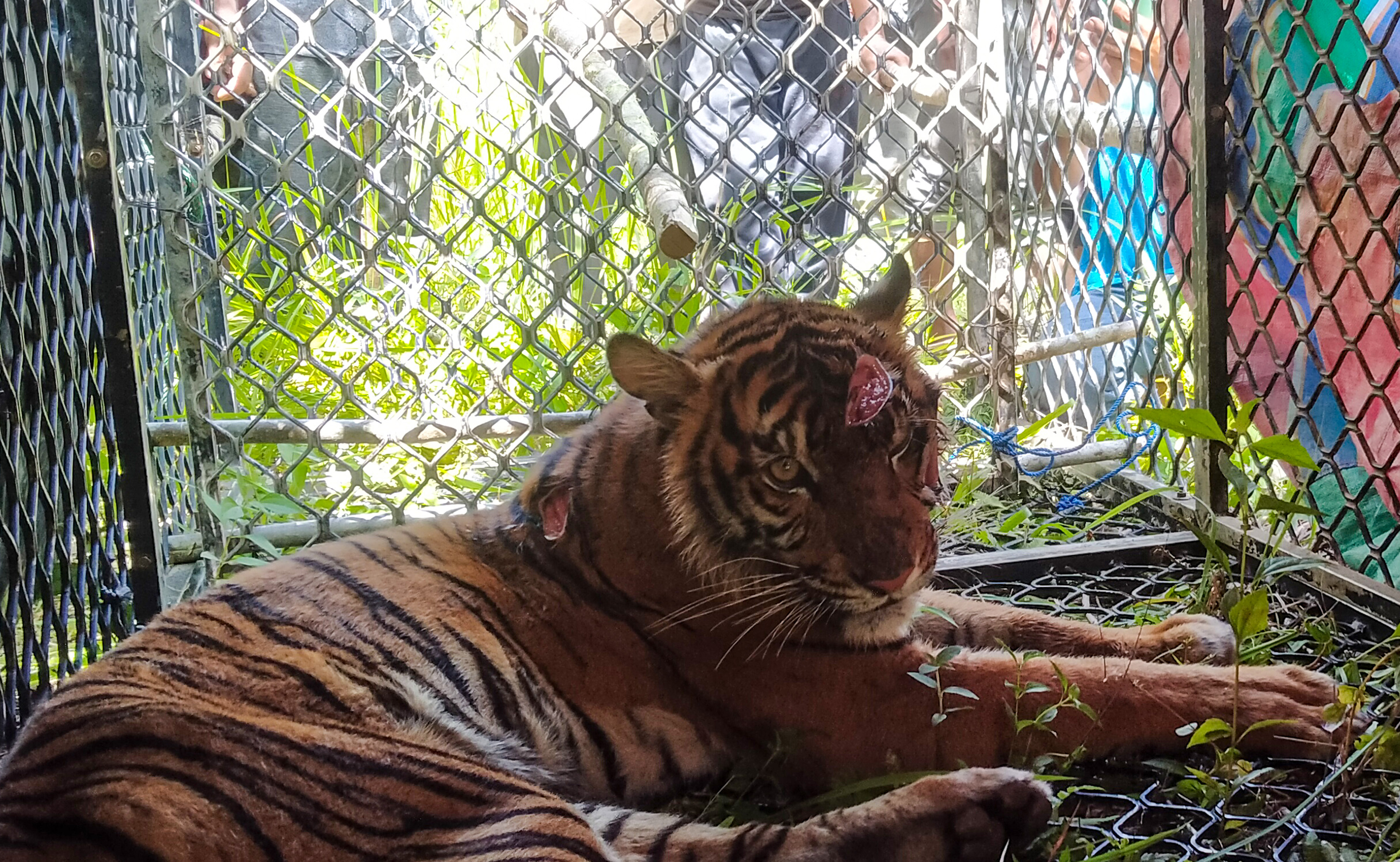 Harimau sumatra berada di dalam besi perangkap di Desa Koto Indarung, Kluet Tengah, Aceh Selatan, Sabtu (4/2).