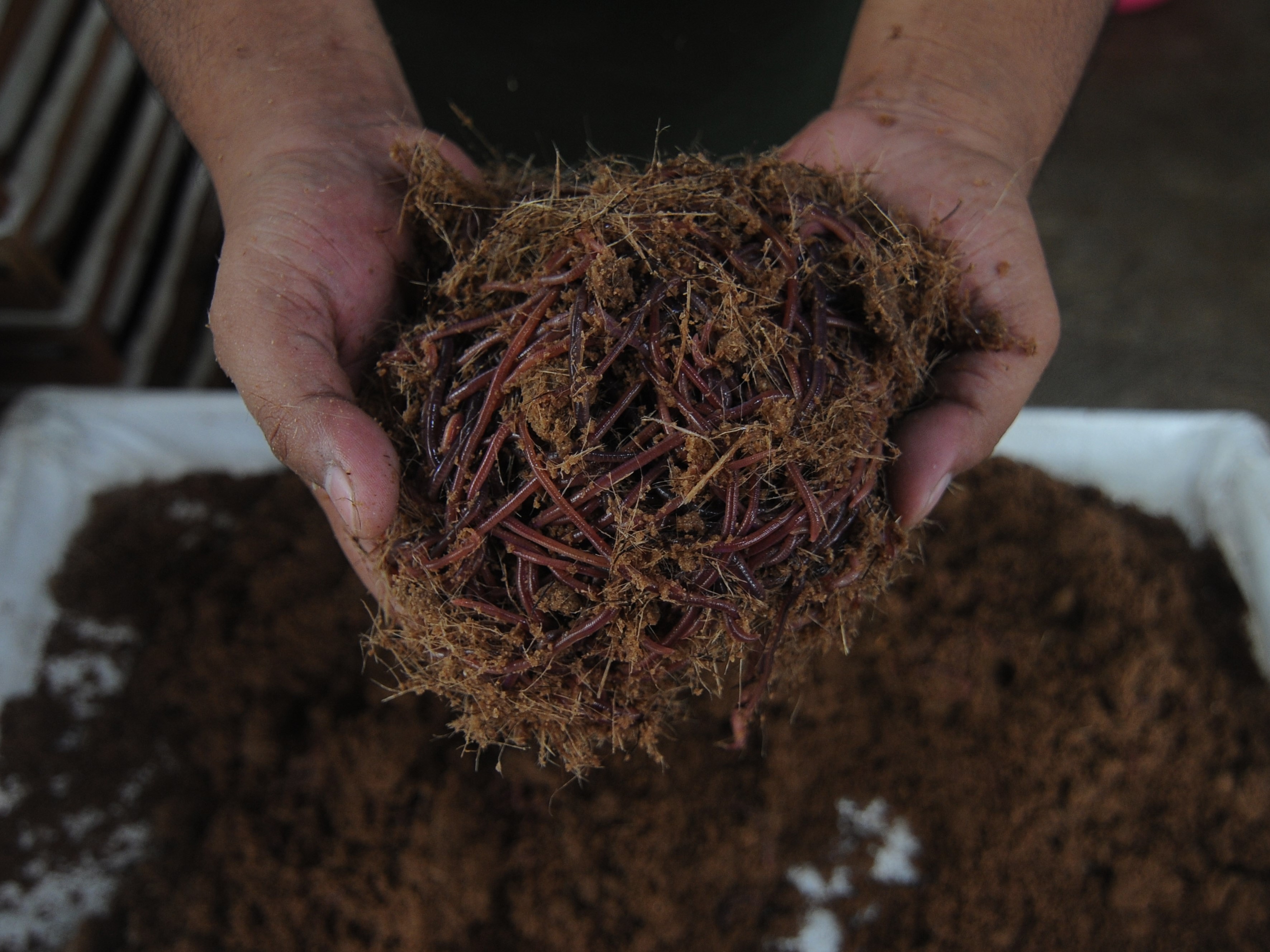 Seorang pembudi daya menunjukan hasil budi daya cacing di Kenaiban, Juwiring, Klaten, Jawa Tengah.