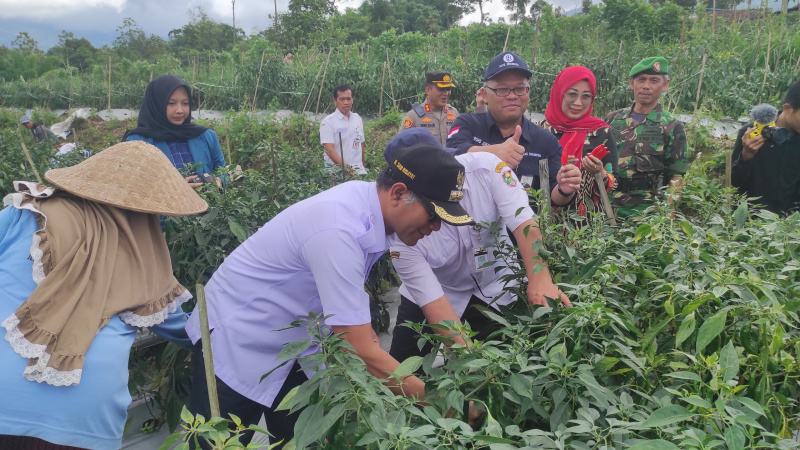 Petani, pejabat Pemkab Boyolali dan pejabat BI Solo melaksanakan panen raya cabai