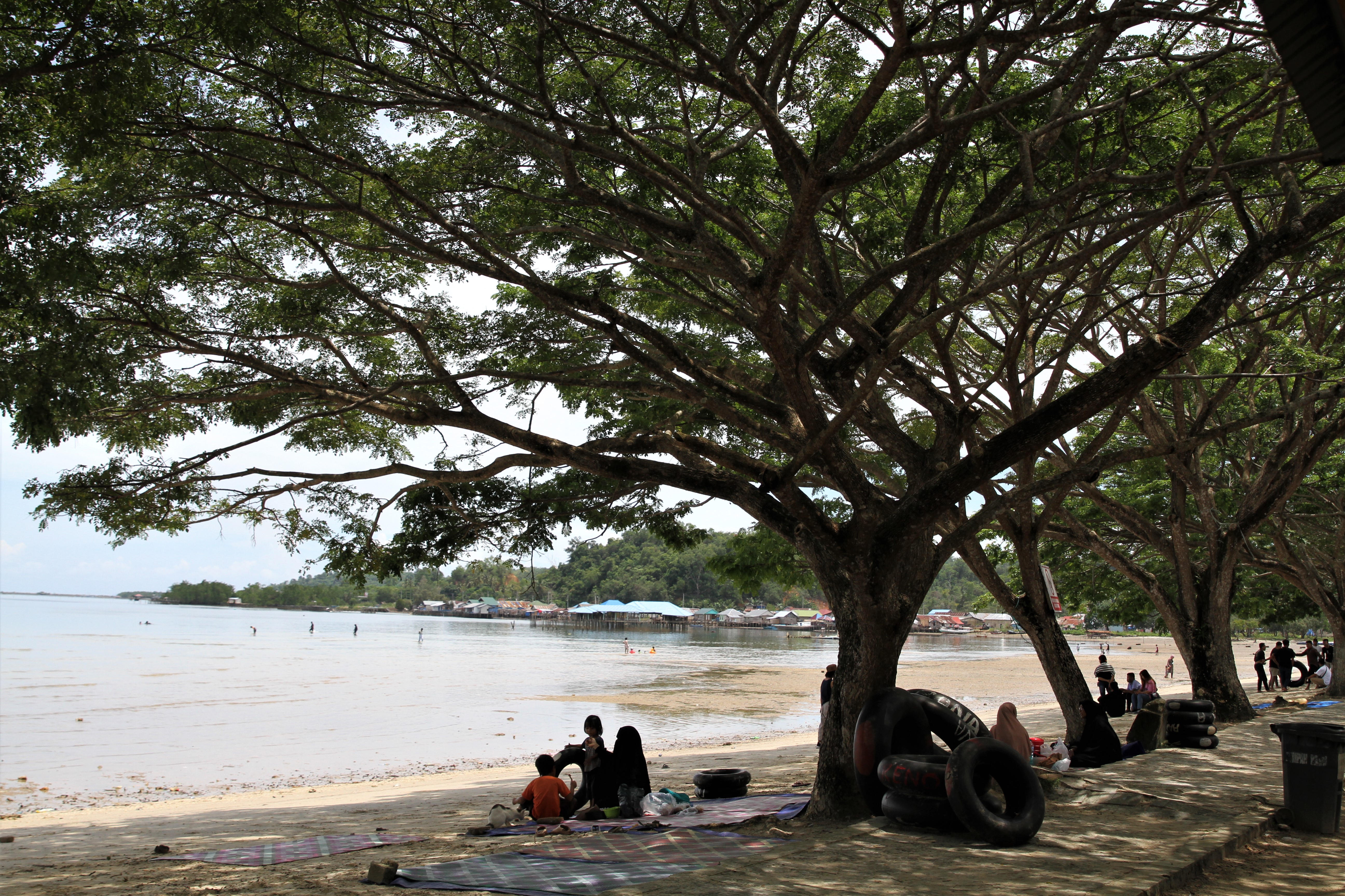 Ilustrasi: Pohon trembesi.