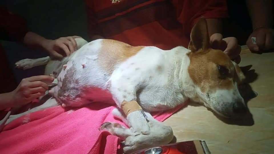 Salah satu anjing sakit yang sedang mendapat perawatan di rumah dr.Susana Somali yang berlokasi di Pekayon Jakarta Selatan.