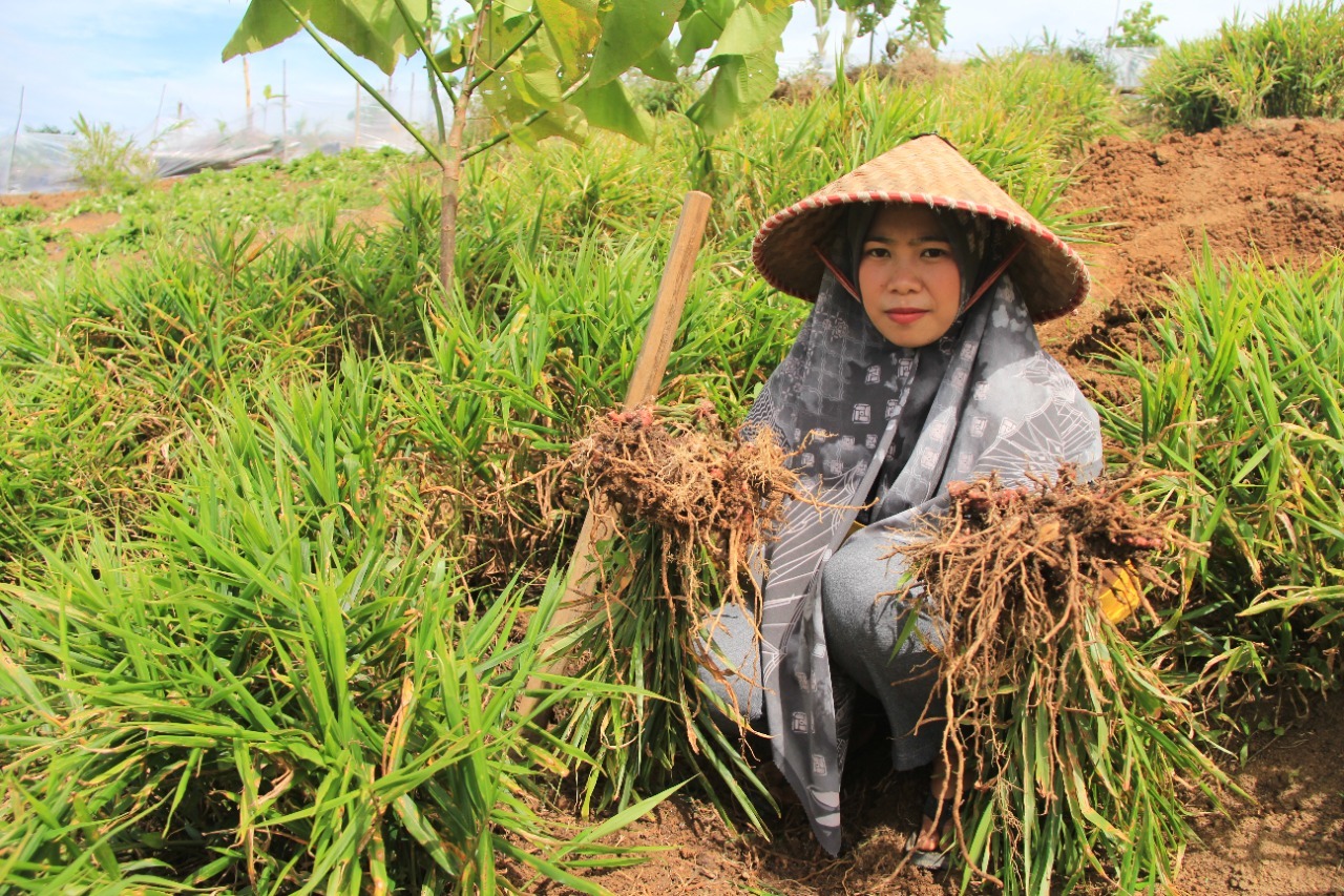 PERHUTANAN SOSIAL: Seorang warga memanen hasil kebun yang ada di kawasan lingkup program Perhutanan Sosial