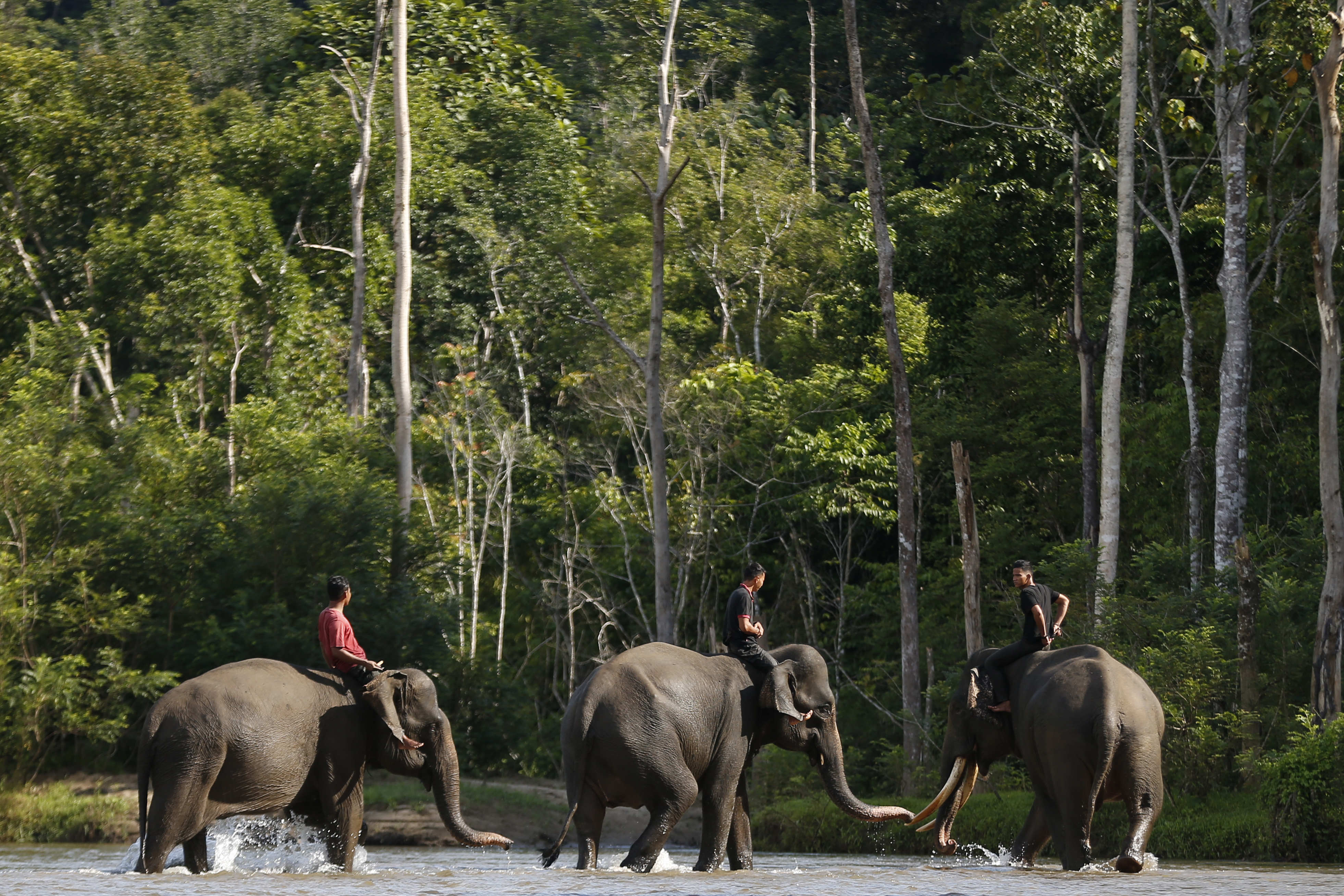 Pawang dengan menunggangi gajah jinak melaksanakan patroli di hutan wilayah Aceh.