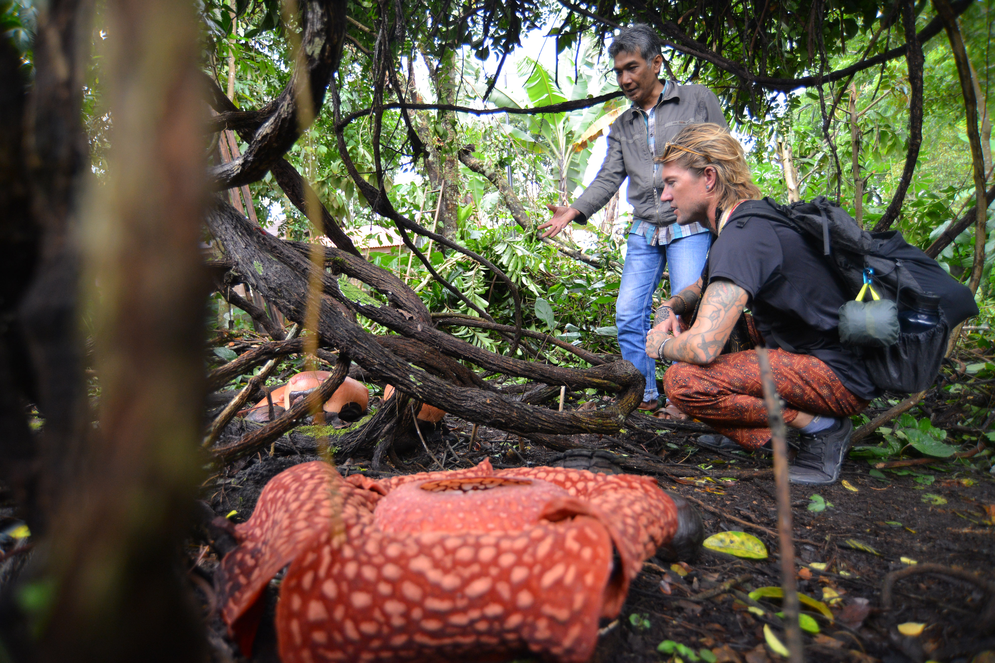 Wisatawan asing bersama pemandu wisata melihat bunga rafflesia arnoldi