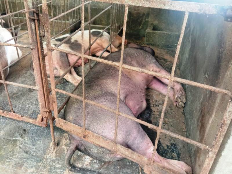 Ratusan babi milik warga Desa Nele Barat, Kab,Sikka, NTT mati mendadak diduga terpapar virus afrika, Sabtu (14/1/2023)