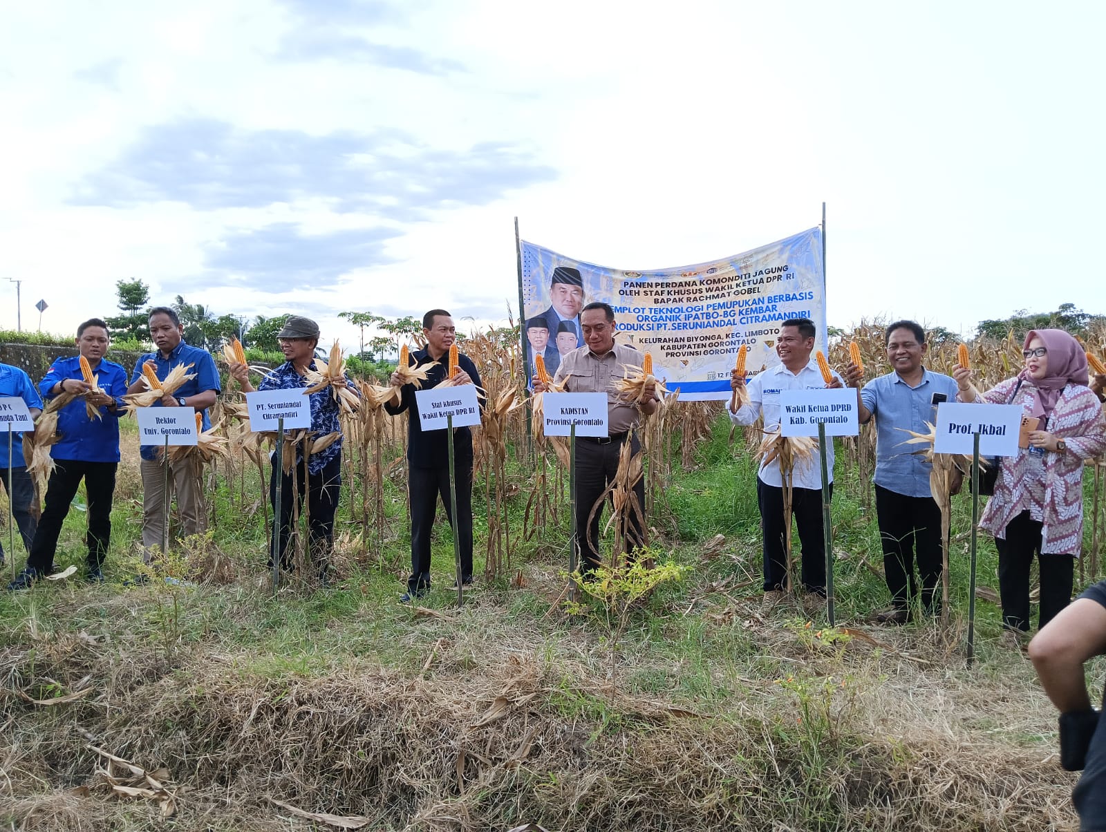 Panen jagung pupuk organik di Gorontalo