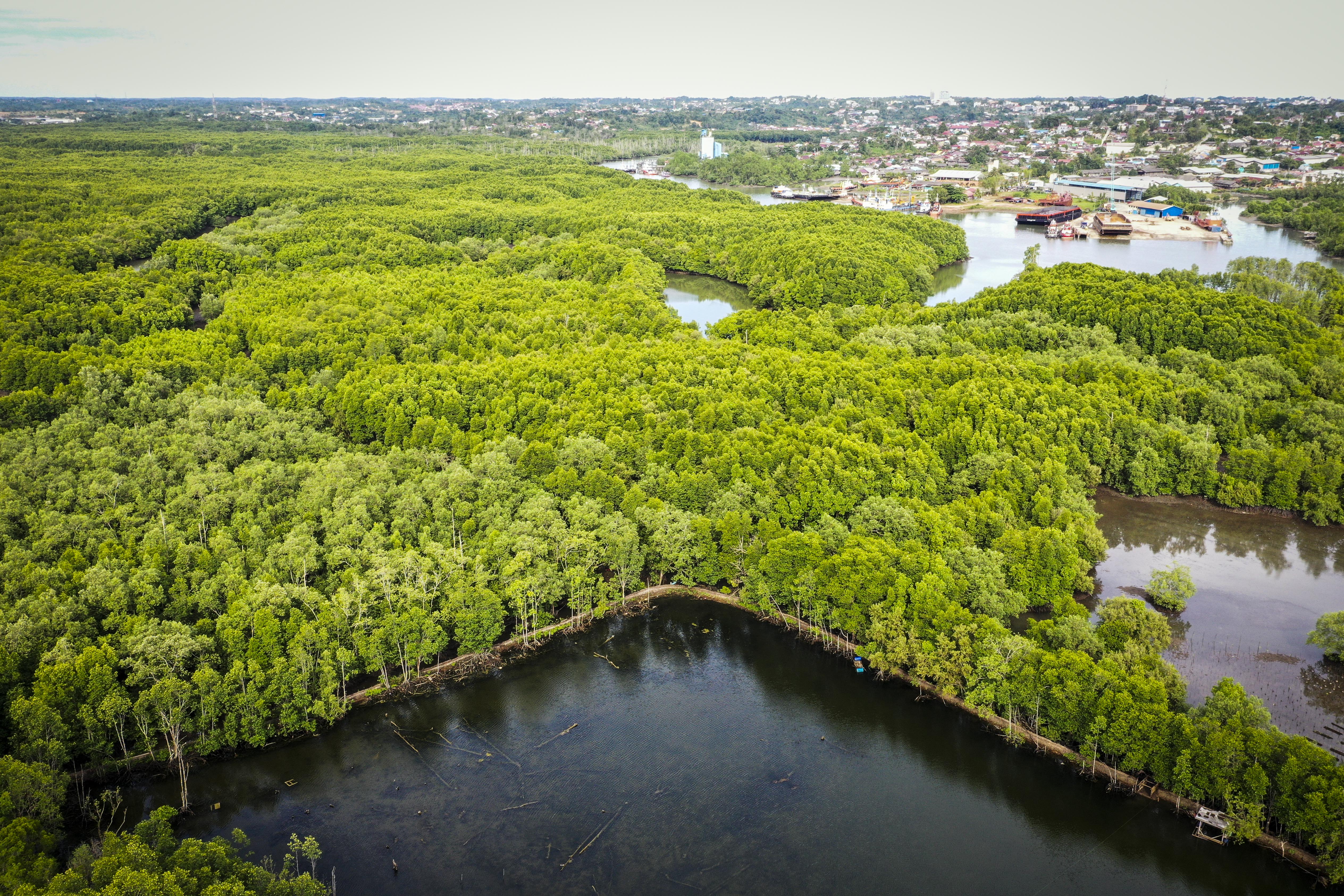 Foto udara hutan mangrove di wilayah Teluk Balikpapan, Kalimantan Timur.