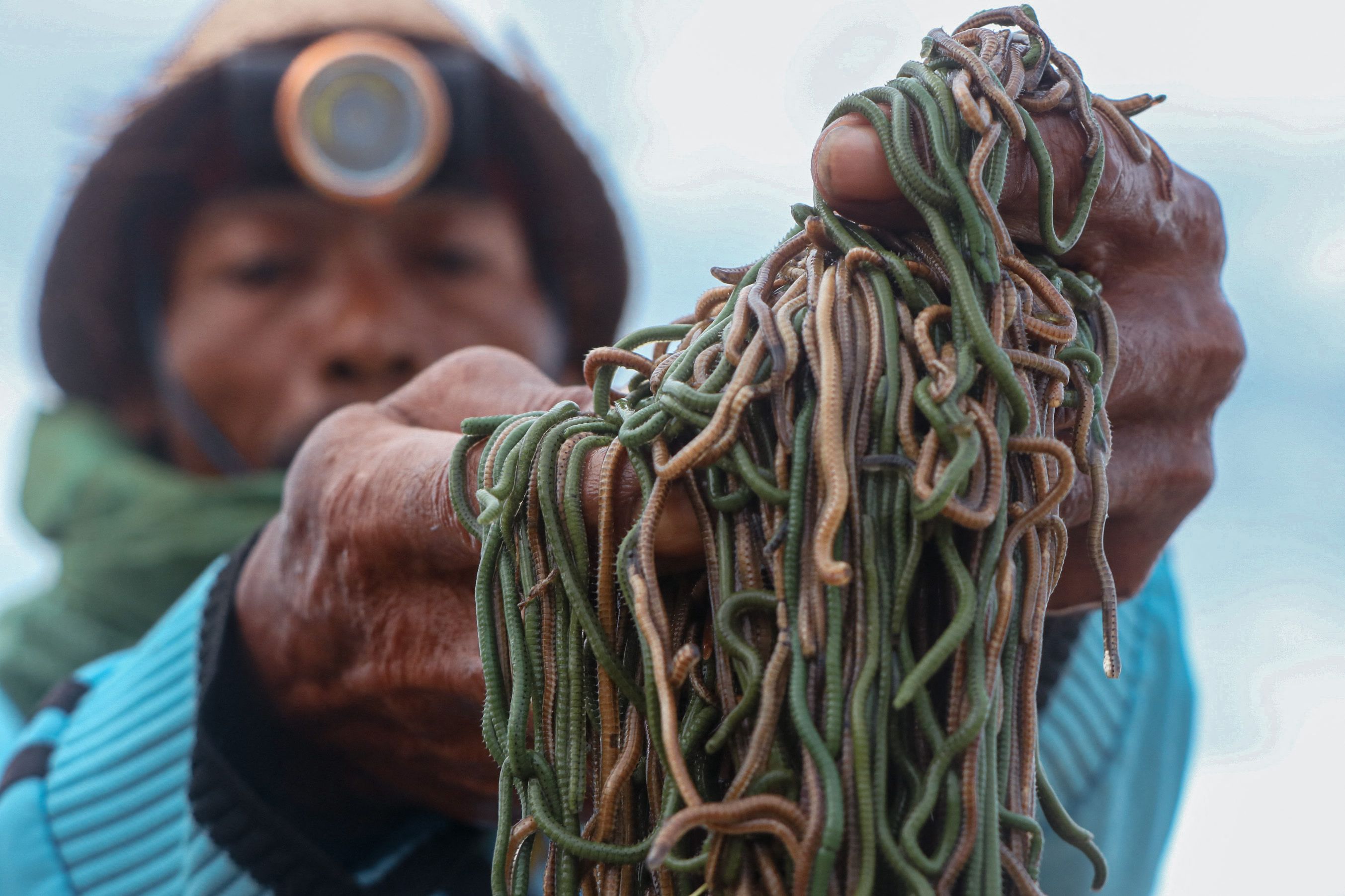 Nyale yang dipercaya sebagai jelmaan Putri Mandalika. 