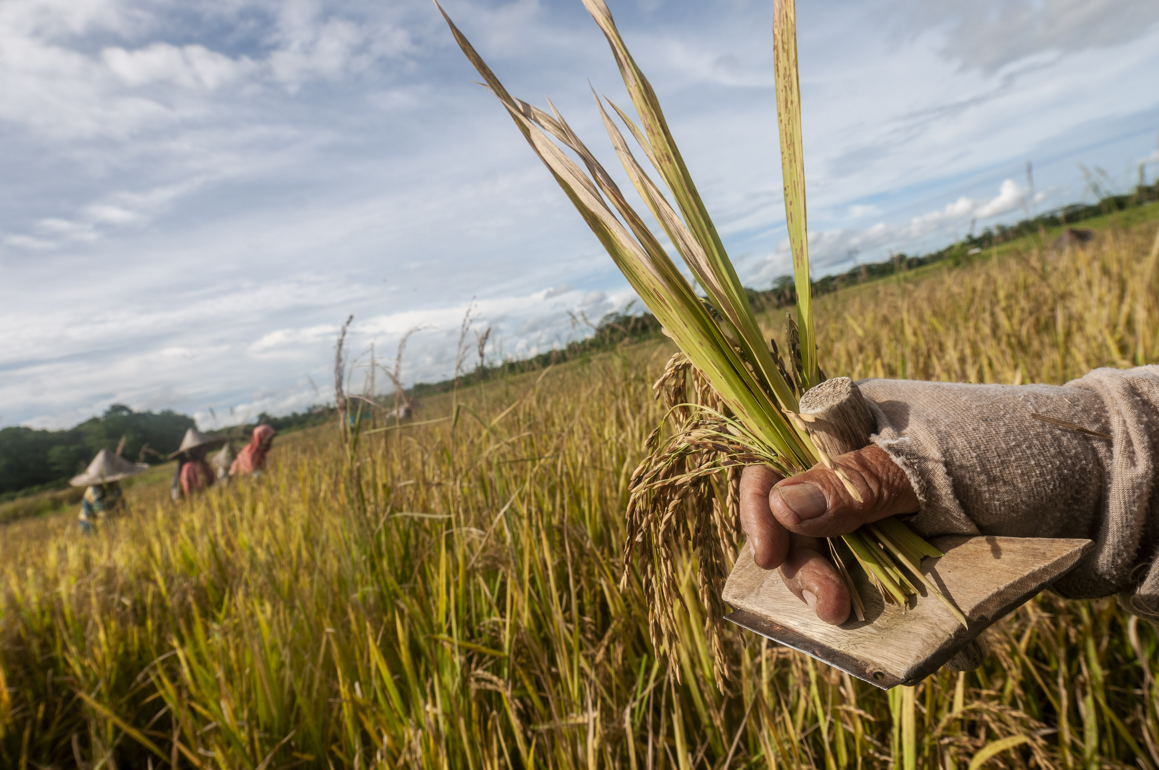 Potret petani di wilayah Lebak, Banten, memanen padi di area sawah.