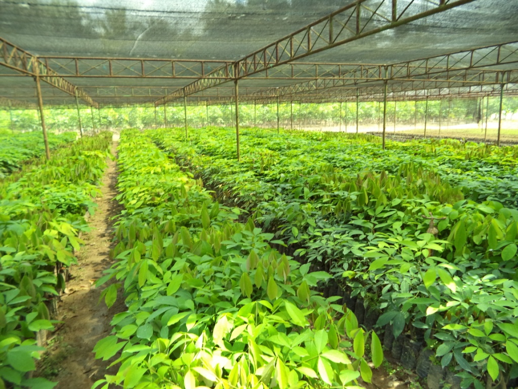 Ditjen Perkebunan Kementan terus berupaya mengembangkan dan meningkatkan produksi karet nasional. 