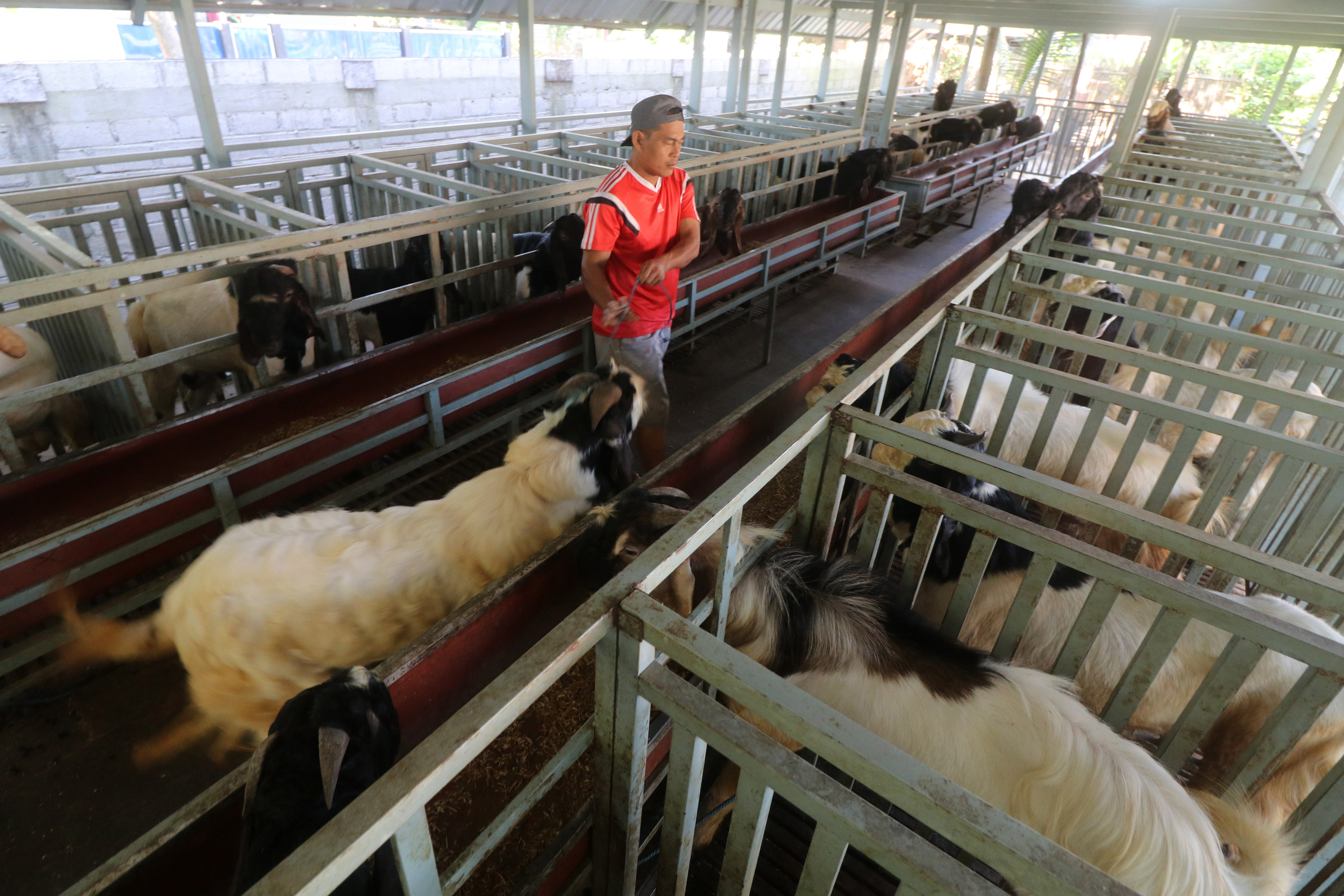 Ilustrasi peternakan kambing