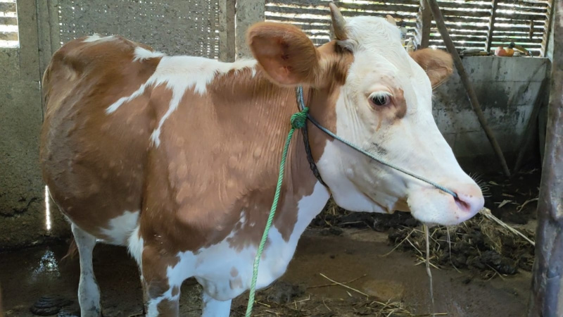 Tubuh sapi yang terjangkit virus Lumpy Skin Disease (LSD) terlihat benjol-benjol, nafsu makan berkurang dan bisa menyebabkan kematian