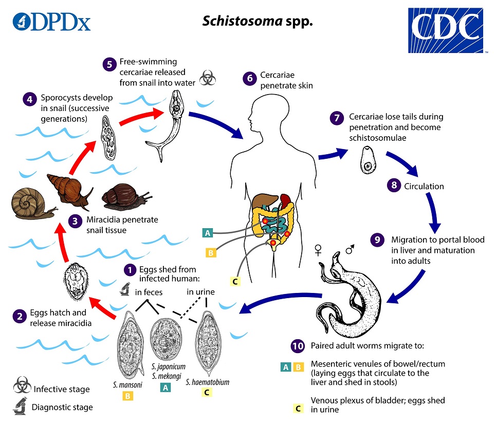 Siklus hidup schistosomiasis penyebab demam keong.