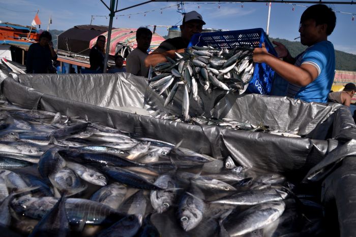 RI Ingin Rajai Pasar Perikanan Global dengan 5 Komoditas Unggul