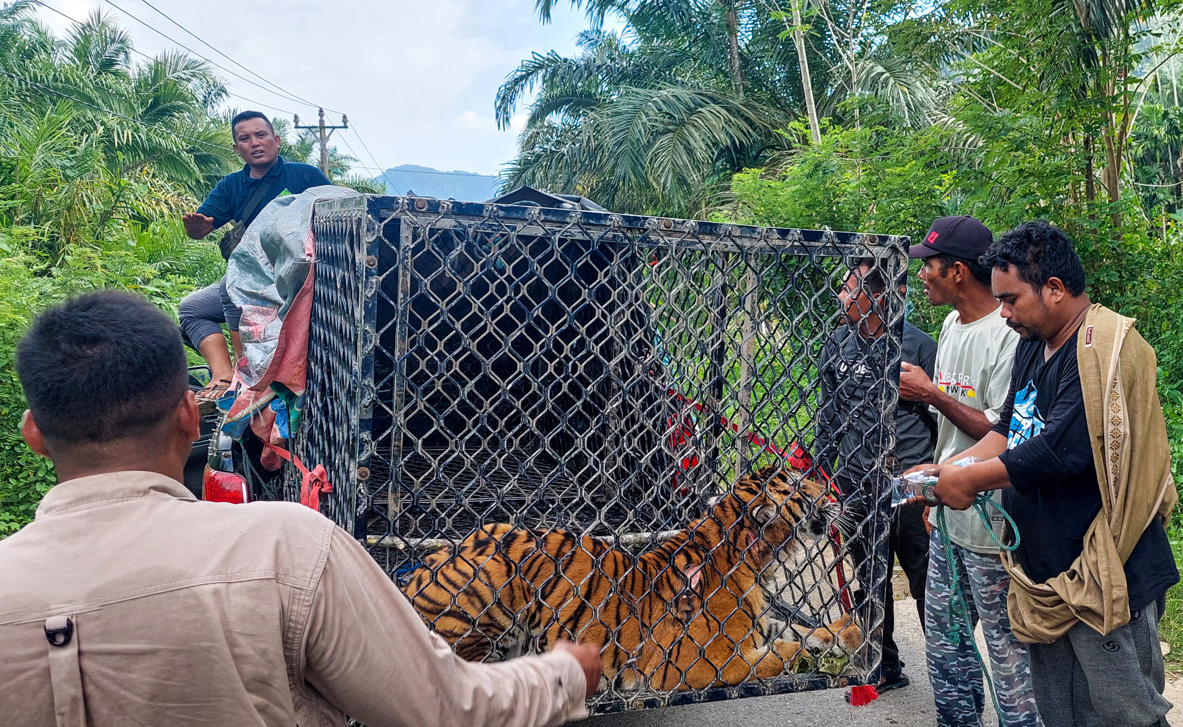 Seekor harimau sumatra yang menyerang warga di Desa Koto Indarung, Kluet Tengah, Aceh Selatan, ditangkap, Sabtu (4/2).