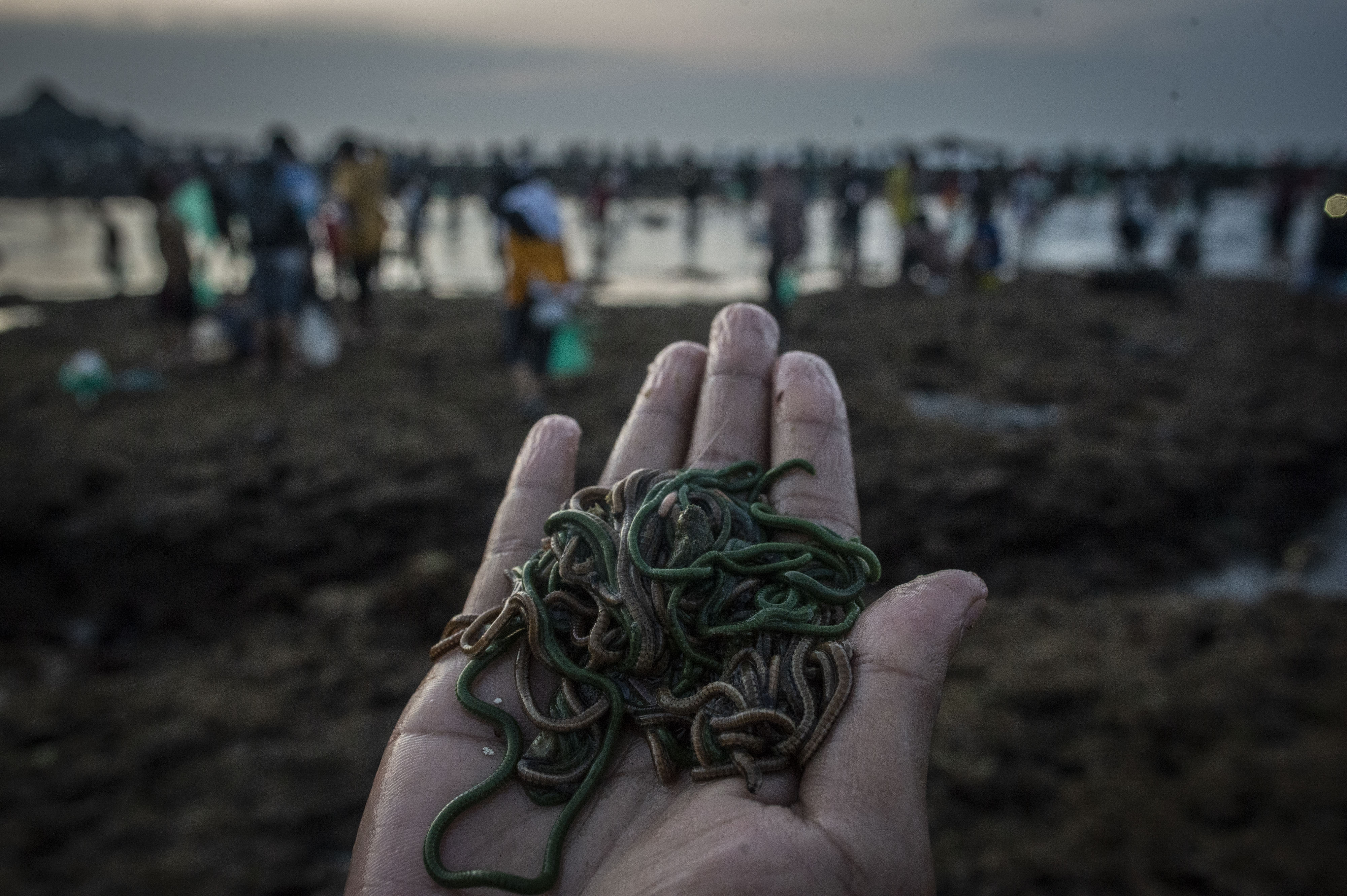 Warga menunjukkan Nyale (cacing laut warna-warni) di Pantai Seger, Lombok Tengah, NTB.