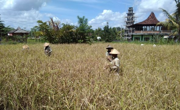Petani padi memasuki masa panen raya di Bantul, Yogyakarta.