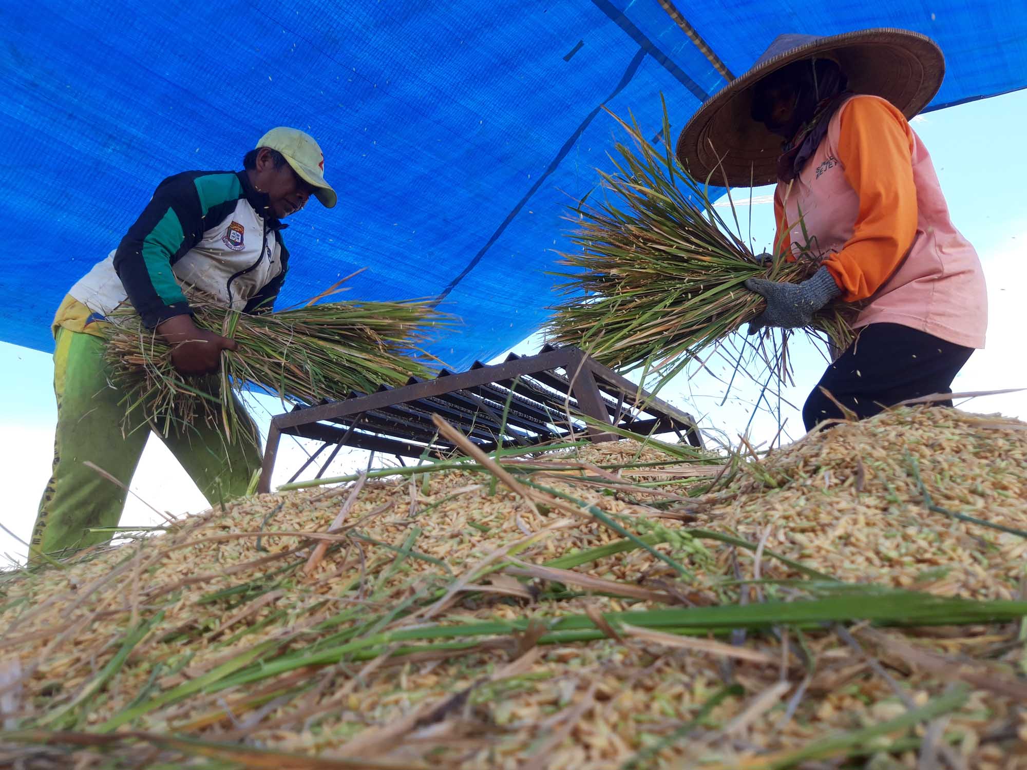 Petani sedang memanen padi di Desa/Kecamatan Sumberpucung, Kabupaten Malang, Jawa Timur, Jumat (10/2/2023)