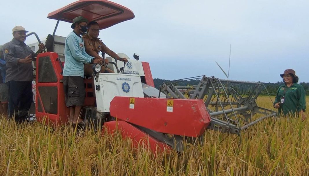 Asisten II Perekonomian Pembangunan Setda Papua Barat, Melkias Werinussa bersama para petani saat panen padi.