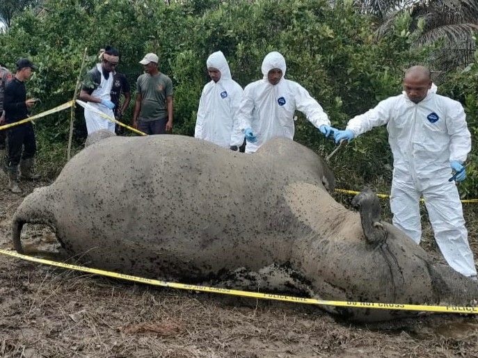 Gajah liar betina mati karena makan pupuk kimia saat merusak pondok petani di Desa Srimulya, Kecamatan Peunaro.