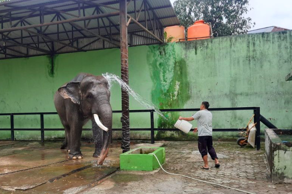 Gajah Sumatera yang ada di kebun binatang Taman Rumba Jambi bernama Alfa akan mendapatkan jodoh gajah betina bernama Fraksi.