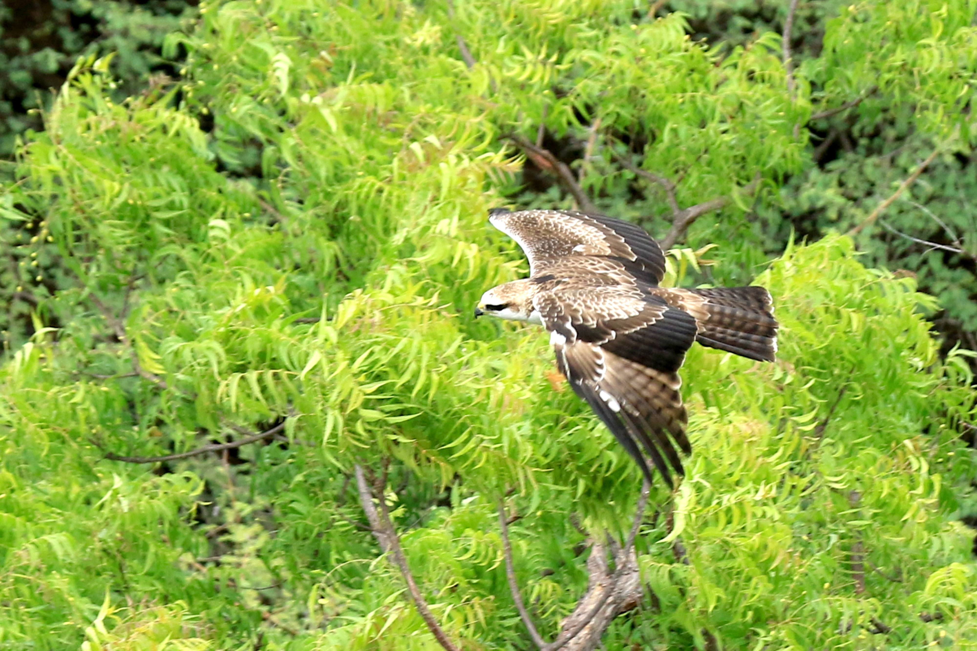  Burung elang laut dada putih (Haliaeetus leucogaster) terbang di atas hutan mangrove Kakapa, Taman Nasional Baluran, Situbondo, Jawa Timur.