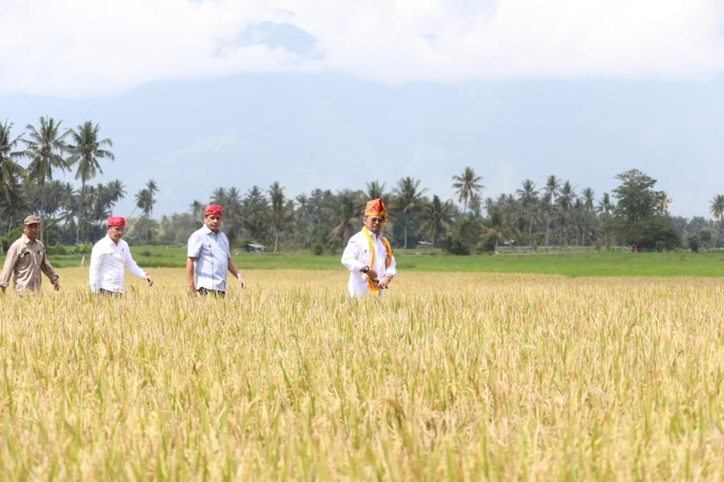 Panen raya di Sigi, Sulawesi Tengah