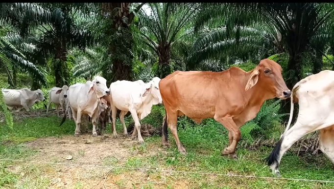 22 Perusahaan Ikut Program Pengembangan Sawit-Sapi di Kalsel