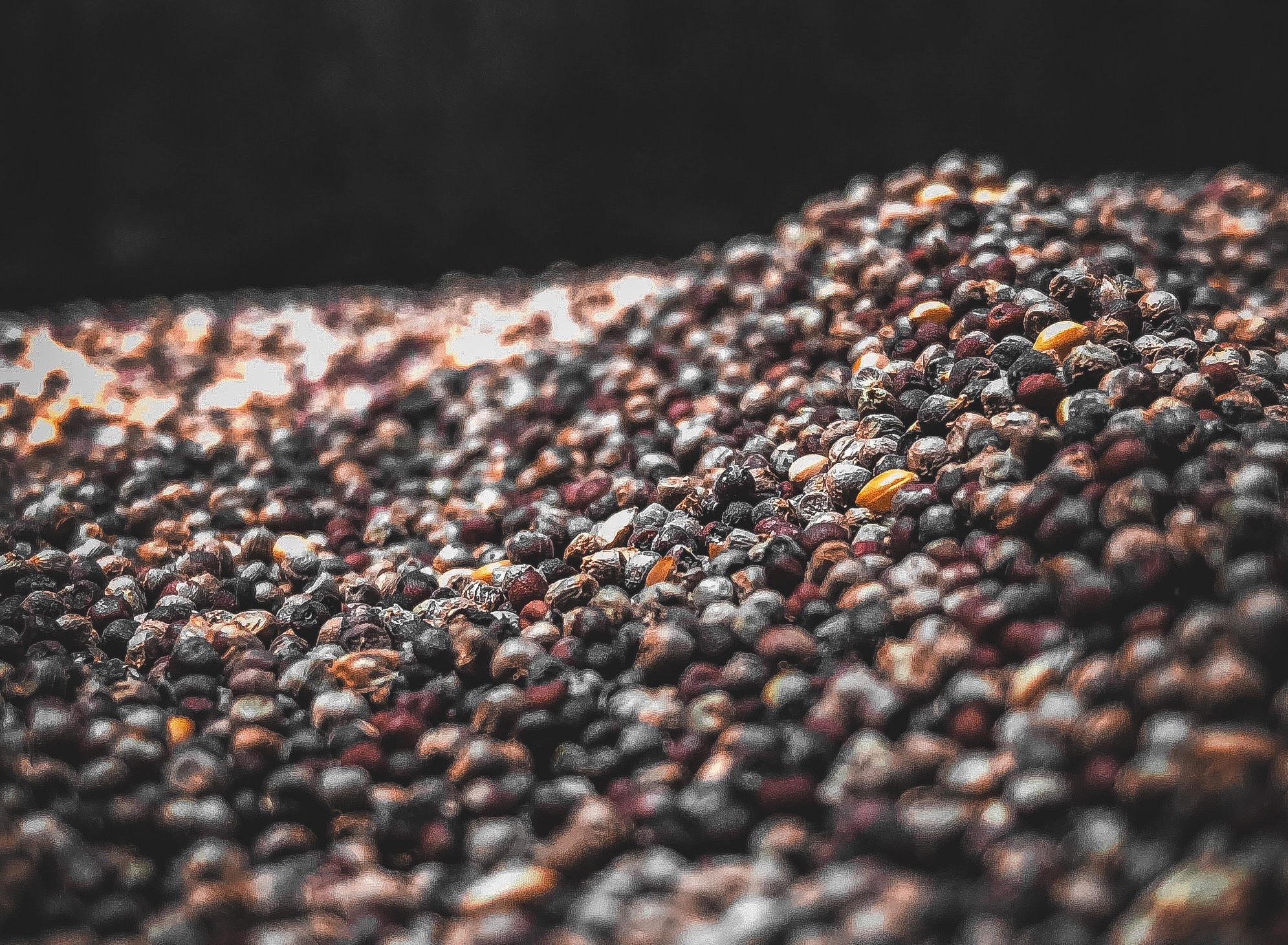 Makanan Jenis Kacang-kacangan Bagus untuk Kendalikan Penyakit Regeneratif