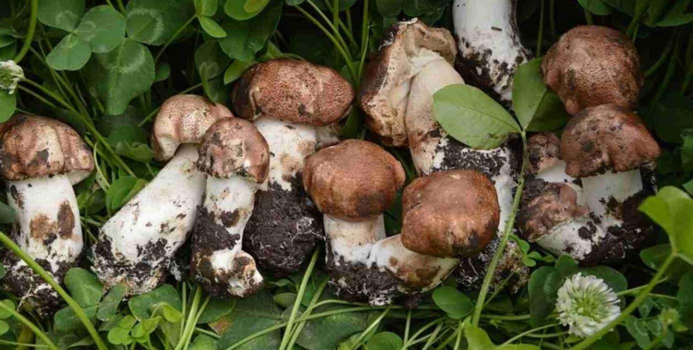Agaricus Blazei Murril adalah sejenis jamur yang terbukti bermanfaat sebagai anti-kanker.