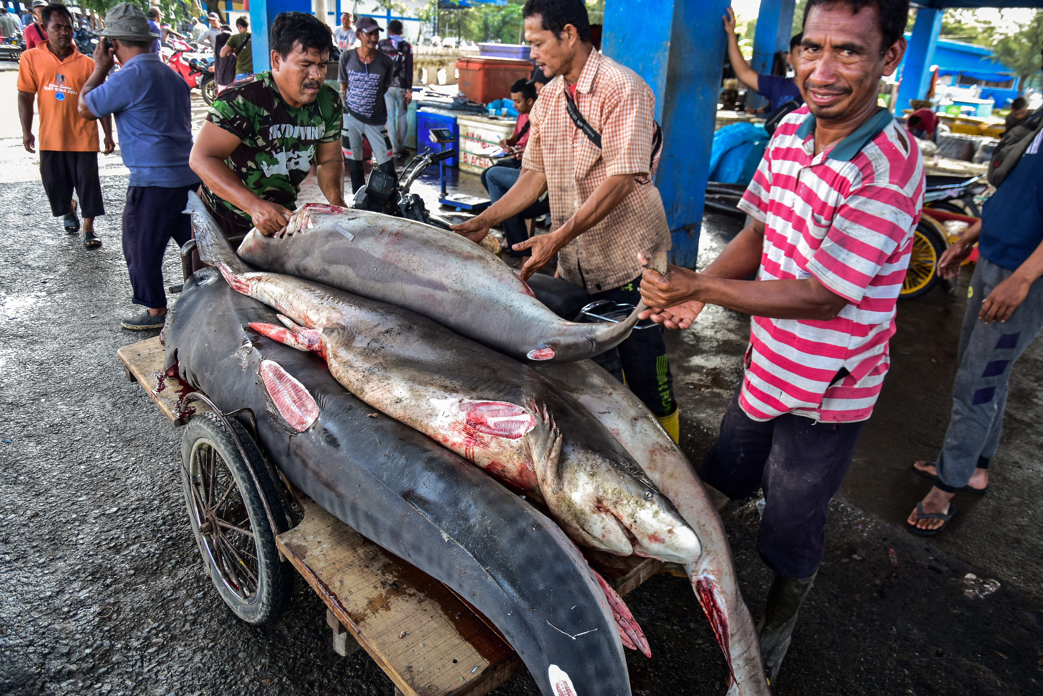 Sejumlah pekerja mengangkut ikan hiu di Pelabuhan Perikanan Samudera Kutaraja, Kota Banda Aceh, Aceh, Rabu (8/2/2023).