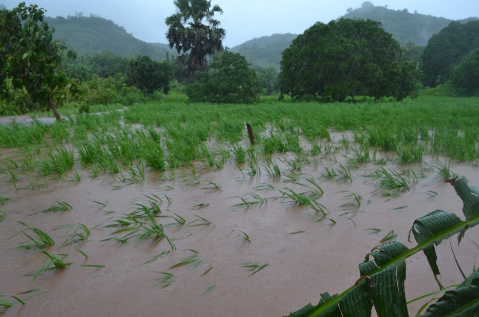 Kebun jagung milik warga Desa Balukahering rusak terendam banjir.
