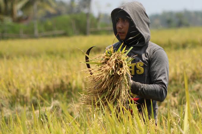 Harga Gabah Tinggi, Pedagang Luar Sumsel Borong Gabah Petani